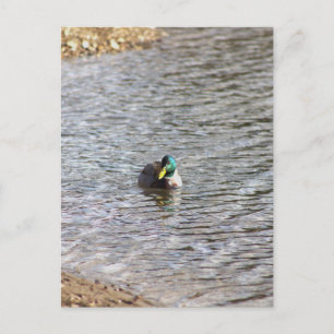 Tarjeta postal con foto de pato real