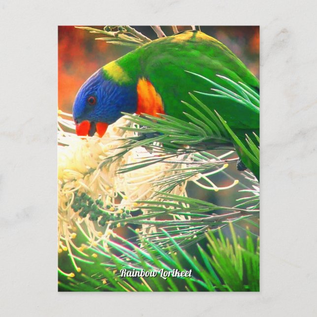 Tarjeta postal con foto de Rainbow Lorikeet (Anverso)