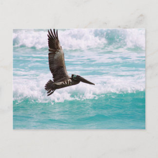 Tarjeta postal con pelícano volando contra el agua
