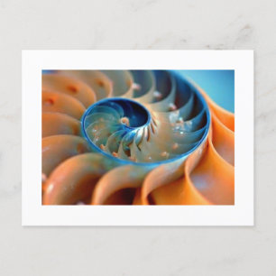 Tarjeta postal - Conchas de Fibonacci