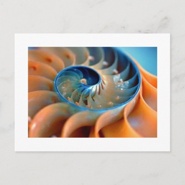 Tarjeta postal - Conchas de Fibonacci (Anverso)