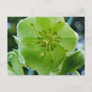 Tarjeta postal Corsican Hellebore Flower