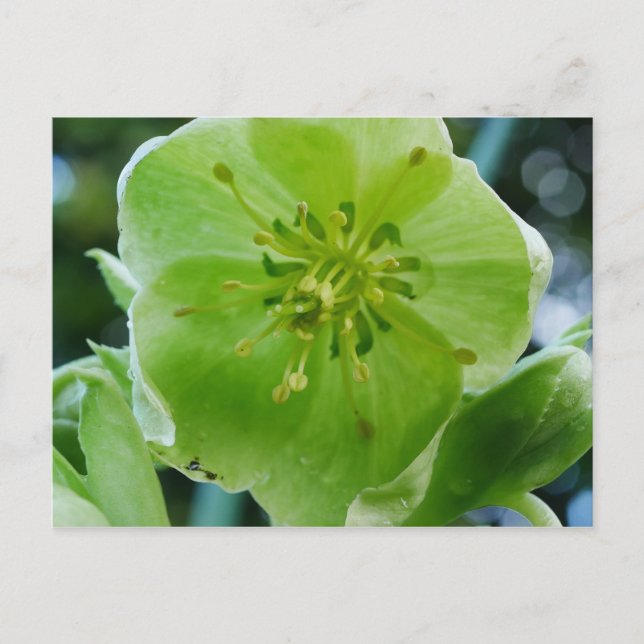 Tarjeta postal Corsican Hellebore Flower (Anverso)
