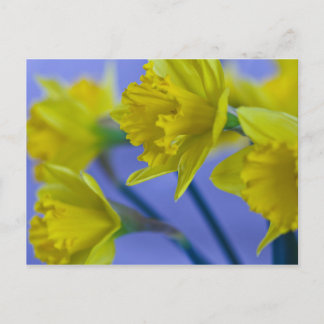 Tarjeta postal Daffodils