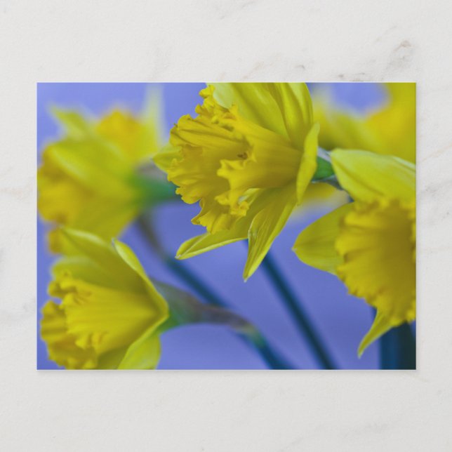 Tarjeta postal Daffodils (Anverso)