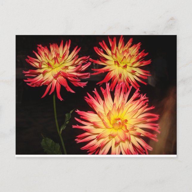 Tarjeta postal Dahlia roja y amarilla (Anverso)