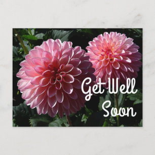 Tarjeta postal Dahlia Valley Porcupine #1 Recupéra