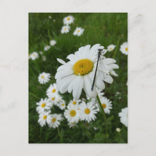 Tarjeta postal Daisies Close y Damselfly DIY