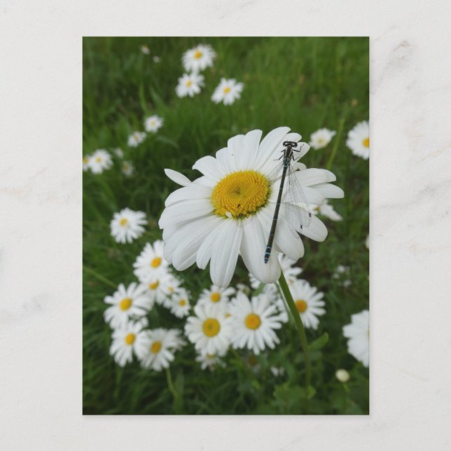 Tarjeta postal Daisies Close y Damselfly DIY (Anverso)
