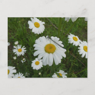 Tarjeta postal Daisies & Damselfly DIY