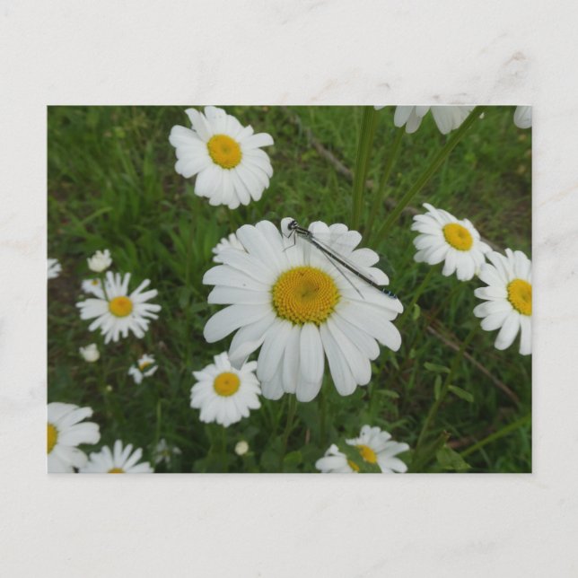 Tarjeta postal Daisies & Damselfly DIY (Anverso)