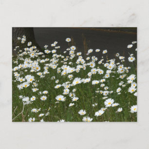 Tarjeta postal Daisies Field DIY