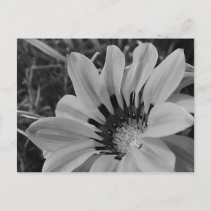 Tarjeta postal Daisy Flower