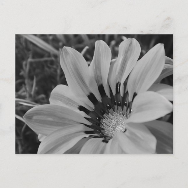 Tarjeta postal Daisy Flower (Anverso)