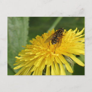 Tarjeta postal Dandelion & Insect DIY