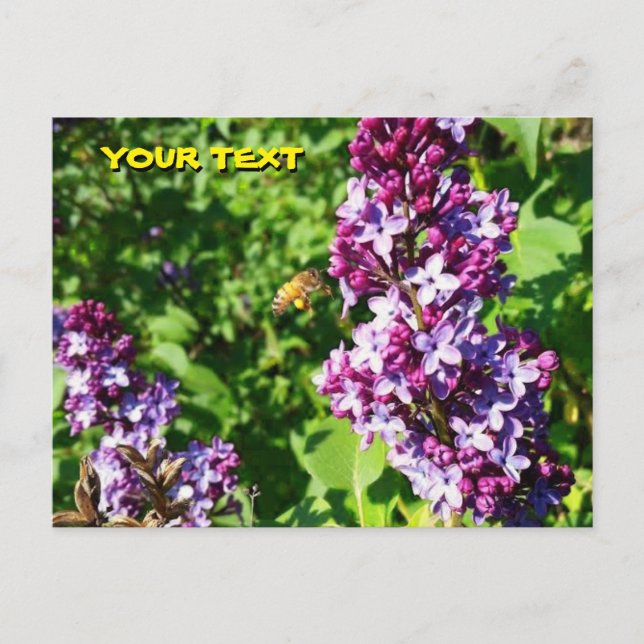 Tarjeta postal de abeja melífera ama lilas  (Anverso)
