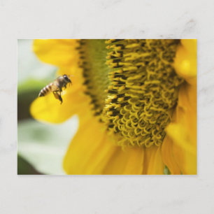 Tarjeta postal de abeja y girasol