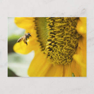 Tarjeta postal de abeja y girasol
