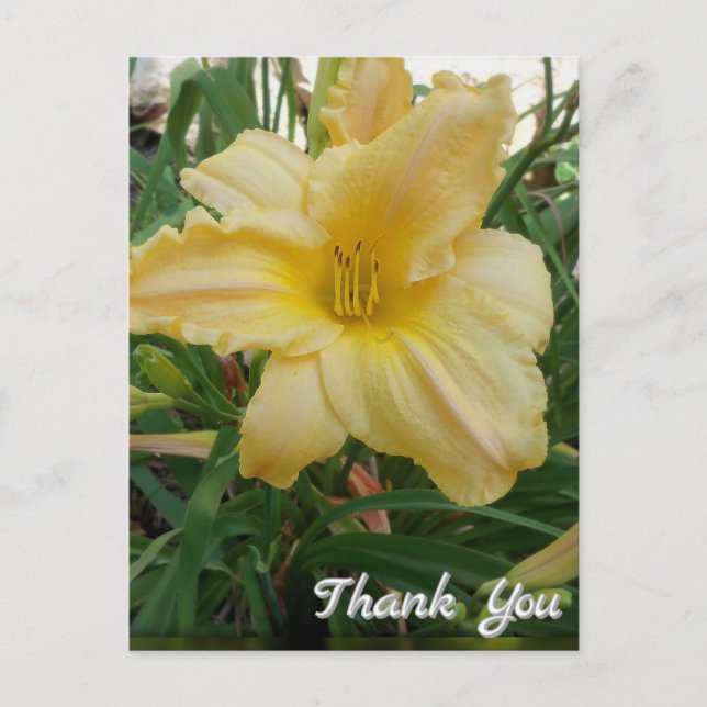 Tarjeta postal de agradecimiento de flor de lirio  (Anverso)