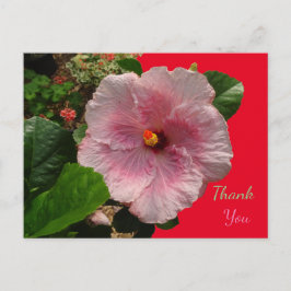 Tarjeta postal de agradecimiento de Hibisco Rosa