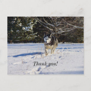 Tarjeta postal de agradecimiento de Husky Siberian