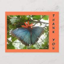 Tarjeta postal de agradecimiento de la mariposa Mo