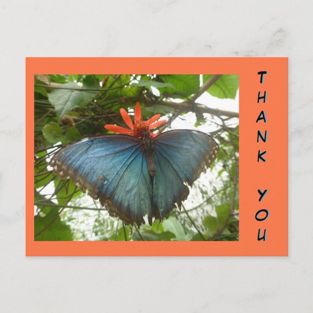 Tarjeta postal de agradecimiento de la mariposa Mo (Anverso)