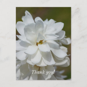 Tarjeta postal de agradecimiento de Magnolia sedos