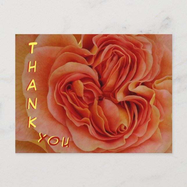 Tarjeta postal de agradecimiento de rosa pastel he (Anverso)