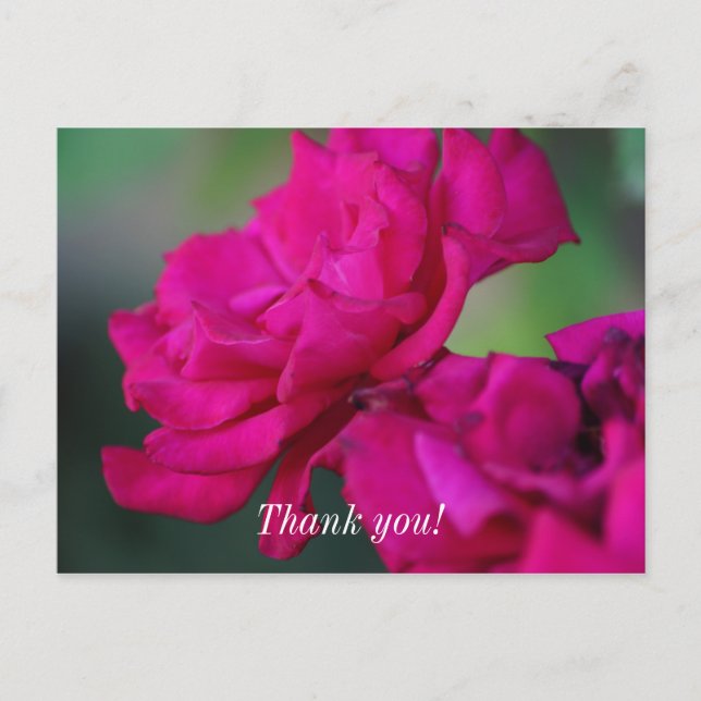 Tarjeta postal de agradecimiento de rosa rosa flor (Anverso)
