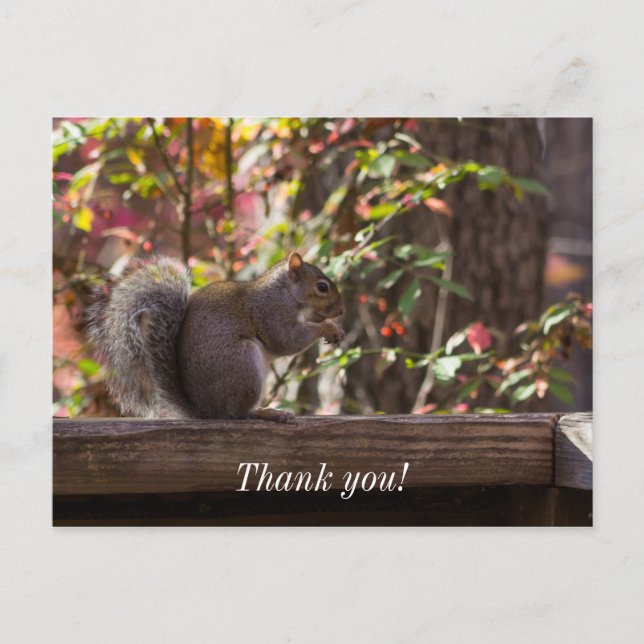 Tarjeta postal de agradecimiento de Squirrel Chow  (Anverso)
