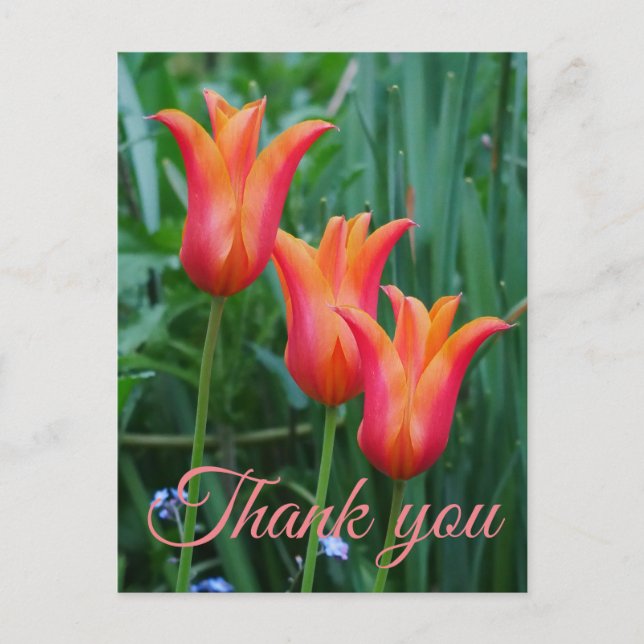 Tarjeta postal de agradecimiento de tulipanes (Anverso)