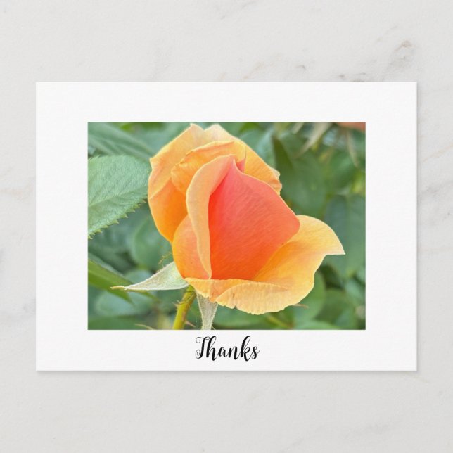 Tarjeta postal de agradecimiento Rosebud (Anverso)