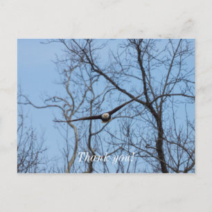 Tarjeta postal de agradecimiento Straight On Eagle