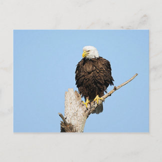 Tarjeta postal de águila calva esponjando plumas