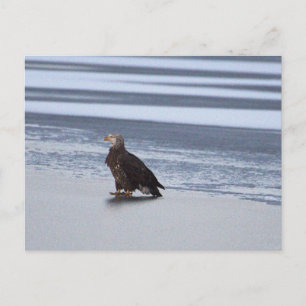 Tarjeta postal de águila en lago congelado
