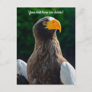 Tarjeta postal de águila marina estelar