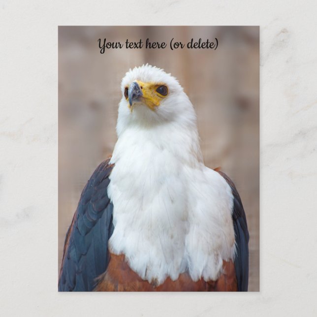 Tarjeta postal de águila pescadora africana (Anverso)