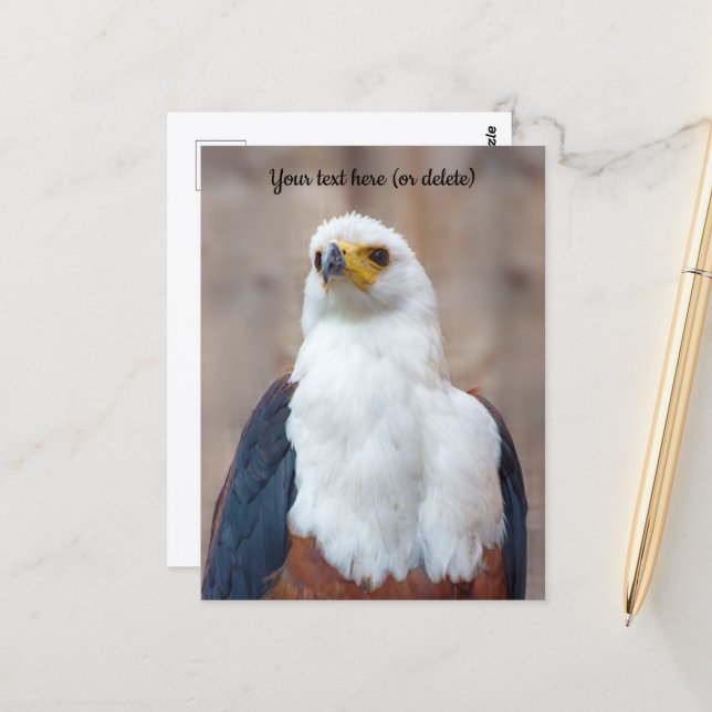 Tarjeta postal de águila pescadora africana (Anverso/Reverso In Situ)