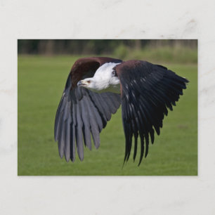 Tarjeta postal de águila pescadora africana en vue