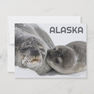 Tarjeta postal de Alaska de foca bebé y mamá adora