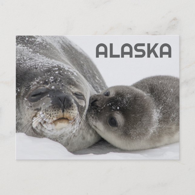 Tarjeta postal de Alaska de foca bebé y mamá adora (Anverso)
