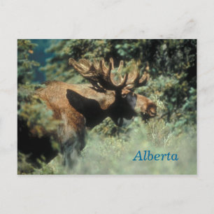 tarjeta postal de alce macho de Alberta