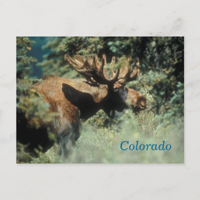Tarjeta postal de alce macho de Colorado (Anverso)