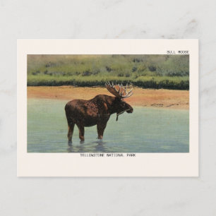 Tarjeta postal de alce macho en el Parque Nacional