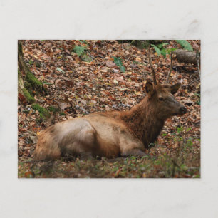 Tarjeta postal de alces