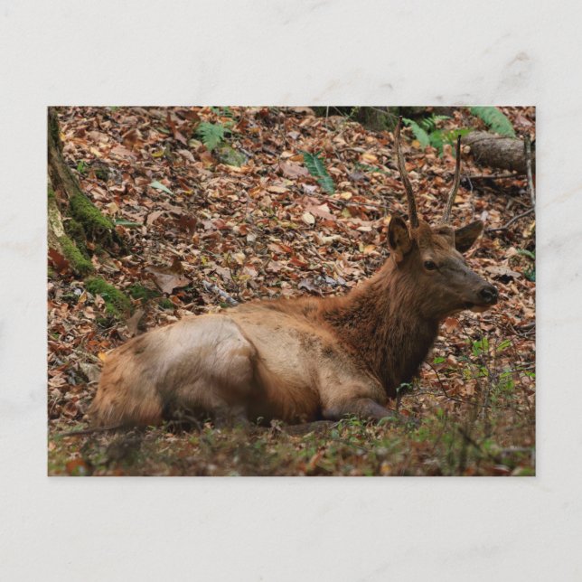 Tarjeta postal de alces (Anverso)