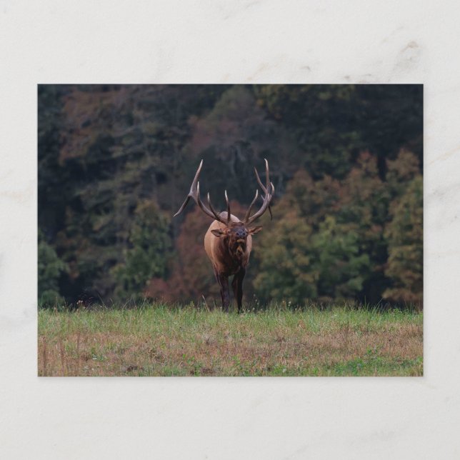 Tarjeta postal de alces (Anverso)