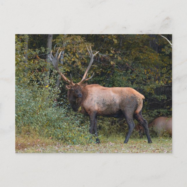 Tarjeta postal de alces (Anverso)