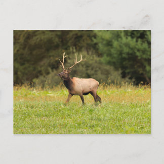 Tarjeta postal de alces